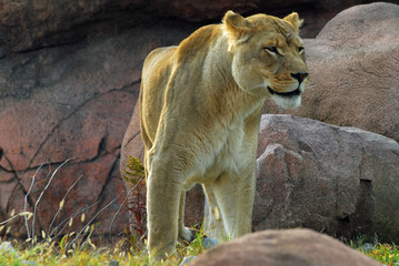 lion