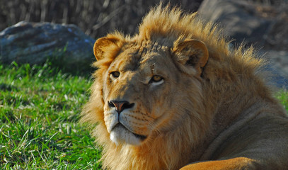 lion