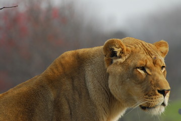 lion