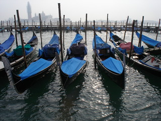 gondola © Horticulture