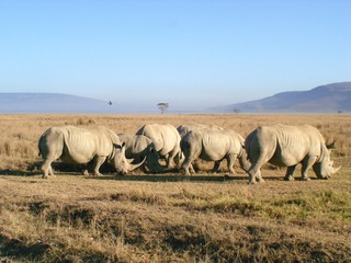 white rhinoceros