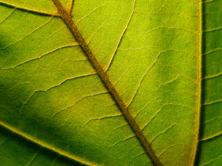blatt grün