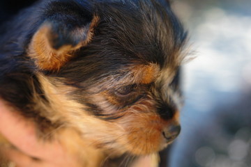 close yorkie puppy...
