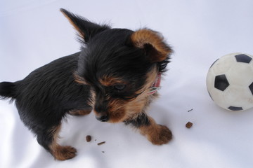 yorkie puppy...