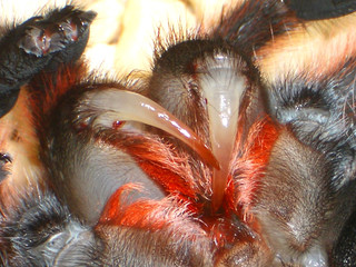 tarantula fangs