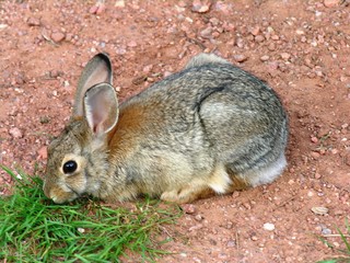 a wild rabbit closeup.