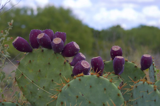 cactus