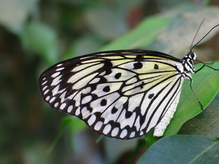 weiße Baumnymphe Schmetterling mit grün-weiß-schwarz marmorierten Flügeln, Idea leuconoe