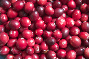 cranberries