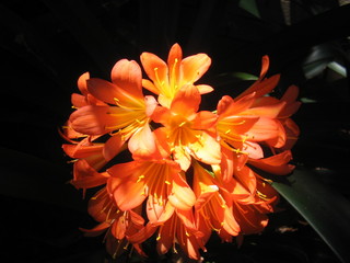 orange flame