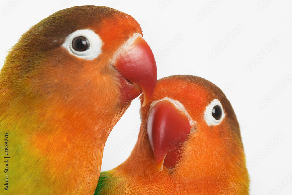 Wall mural lovebirds