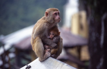 mamma e cucciolo © marcofocus