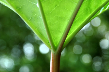 Fototapeta premium green,green leaf