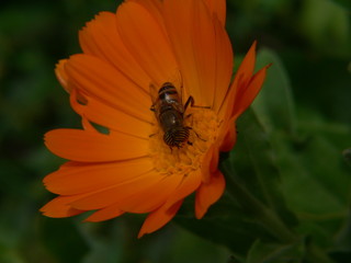abeille