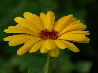 fleur jaune