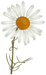 chamomile (matricaria chamomilla) 2