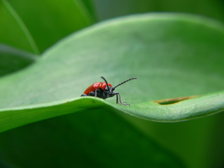 sur la feuille