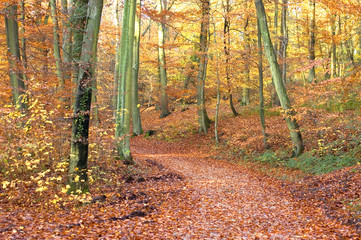 Obraz premium forêt en automne