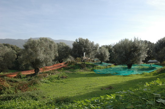 récolte des olives, filitosa propriano