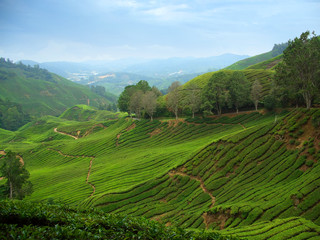 tea plantations in cameron highlands, malaysia