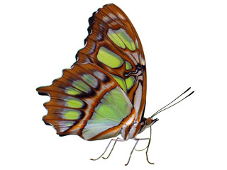Obraz premium Malachitfalter, Schmetterling mit grünen und braunen Flügeln, freigestellt auf weißem Hintergrund