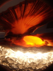illuminierte Jakobsmuschel in eigener   Schale auf grobes zerstoßenes Eis