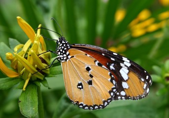 butterfly