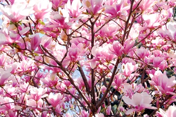 Foto op Plexiglas Magnolia bloeiende magnolia