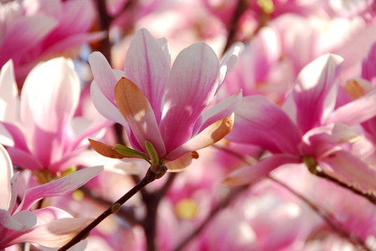 Fototapeta blooming magnolia