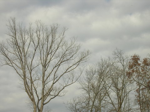 trees in winter