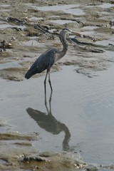 heron cendre