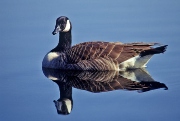 canada goose