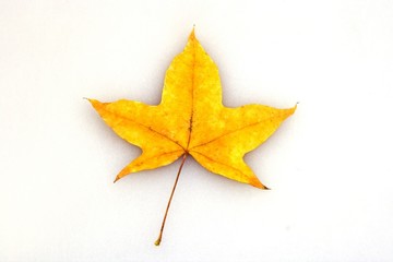 maple leaf