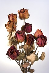 withered red rose