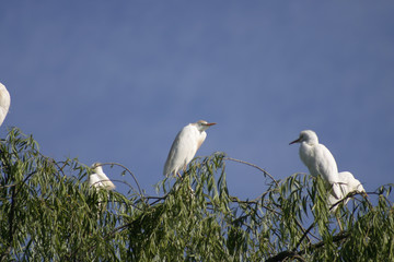 egrets
