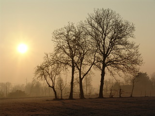 alberi alba