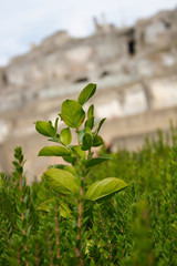 view throughout plant on pompeii city