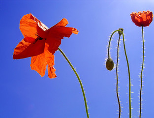 Obraz premium coquelicots sous le soleil
