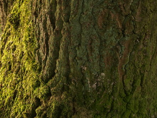 bast of tree
