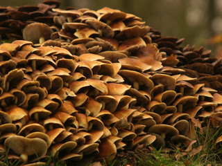 Fototapeta premium toadstools