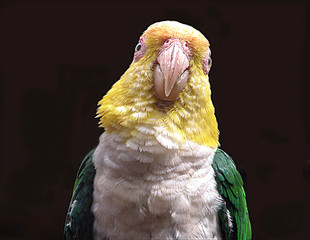 pappagallo
