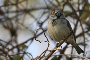 sparrow perch