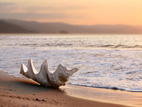seashell on the beach