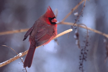 northern cardinal in winter #1
