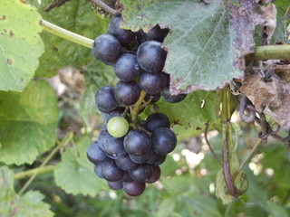 black grapes