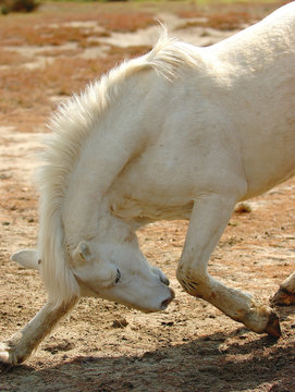 salut du cheval 30x40
