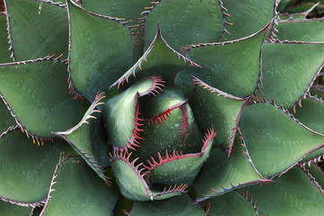 green agave