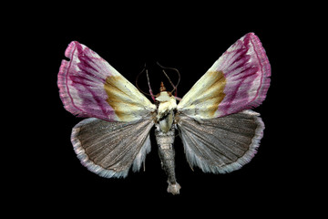 eublemma purpurina