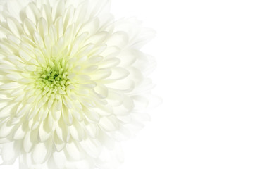 Obraz premium chrysanthemum
