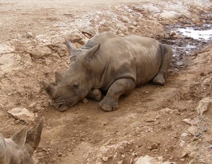 Obraz premium rhinocéros